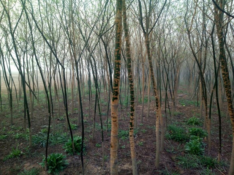 国槐8~10cm6~8cm2~3米