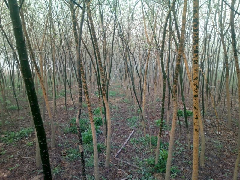 国槐8~10cm6~8cm2~3米