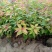 绣线菊10~20cm
