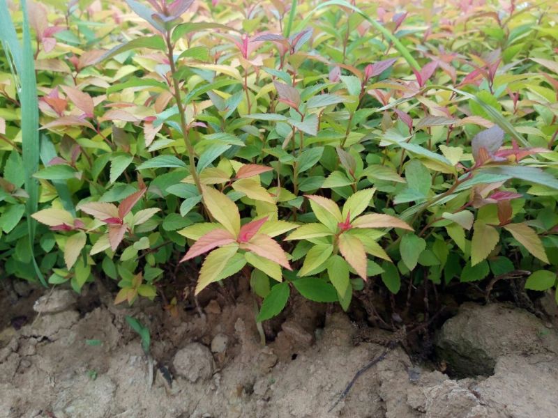 绣线菊10~20cm