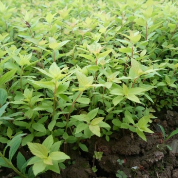绣线菊10~20cm