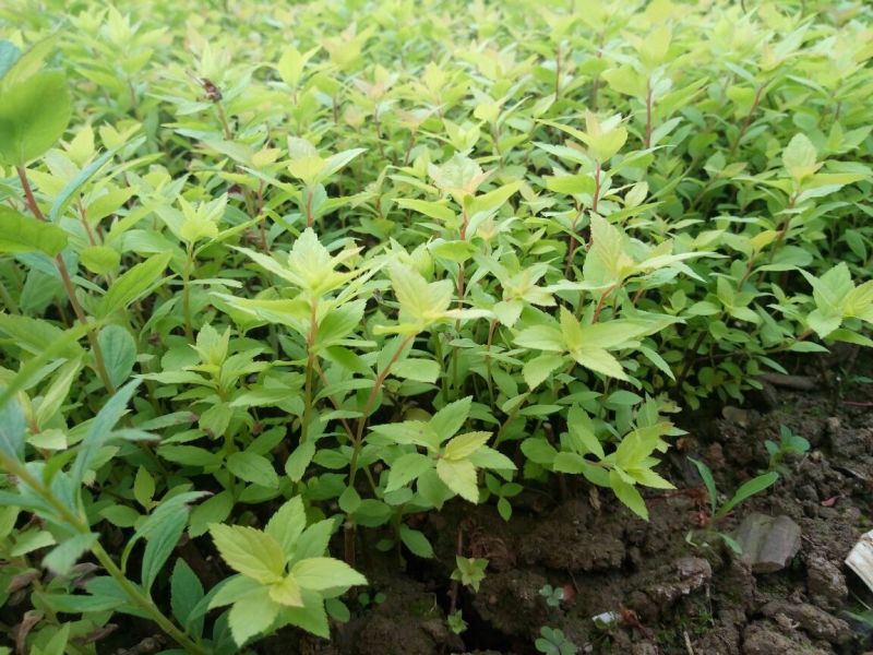 绣线菊10~20cm