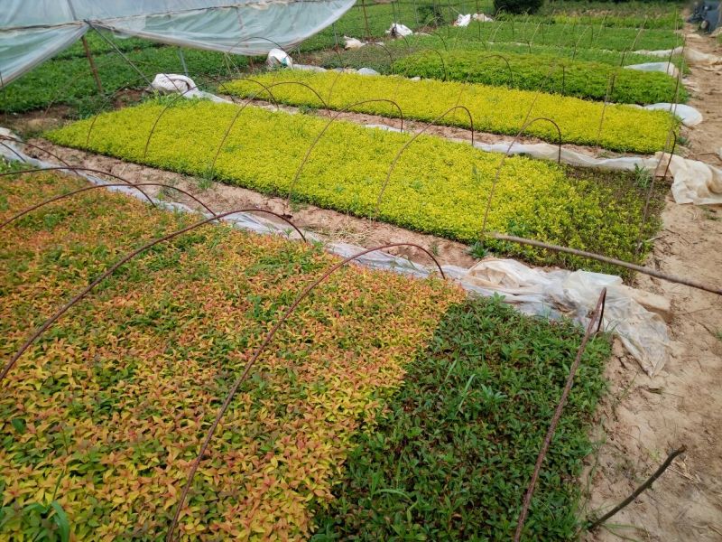 绣线菊10~20cm