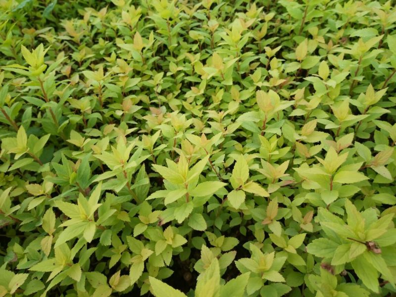 绣线菊10~20cm