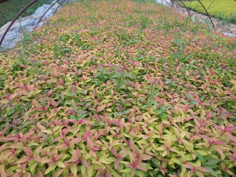 绣线菊10~20cm