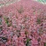 绣线菊10~20cm