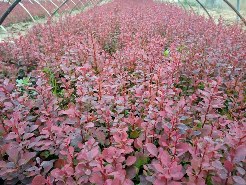 绣线菊10~20cm