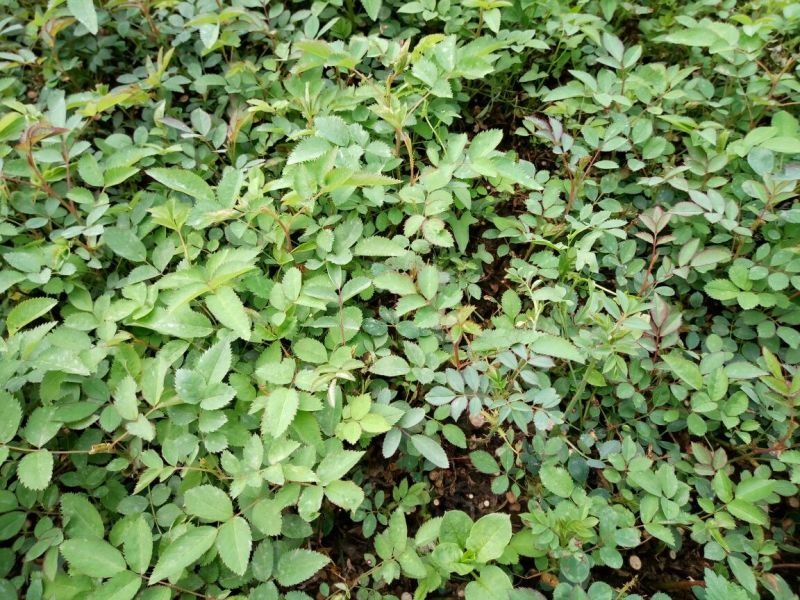 绣线菊10~20cm