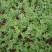 绣线菊10~20cm