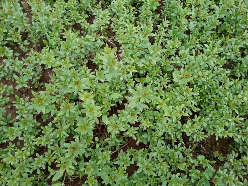 绣线菊10~20cm