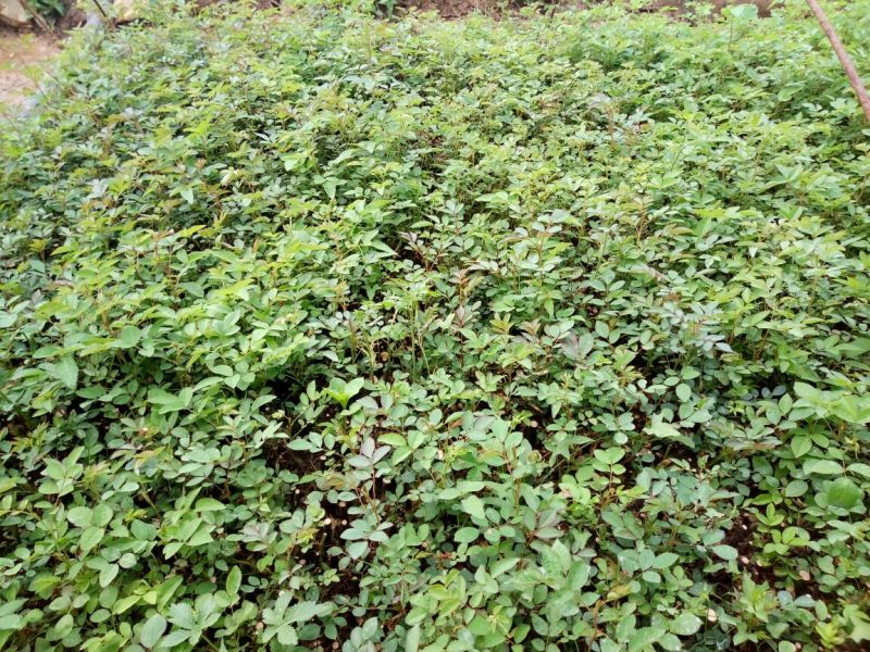 绣线菊10~20cm