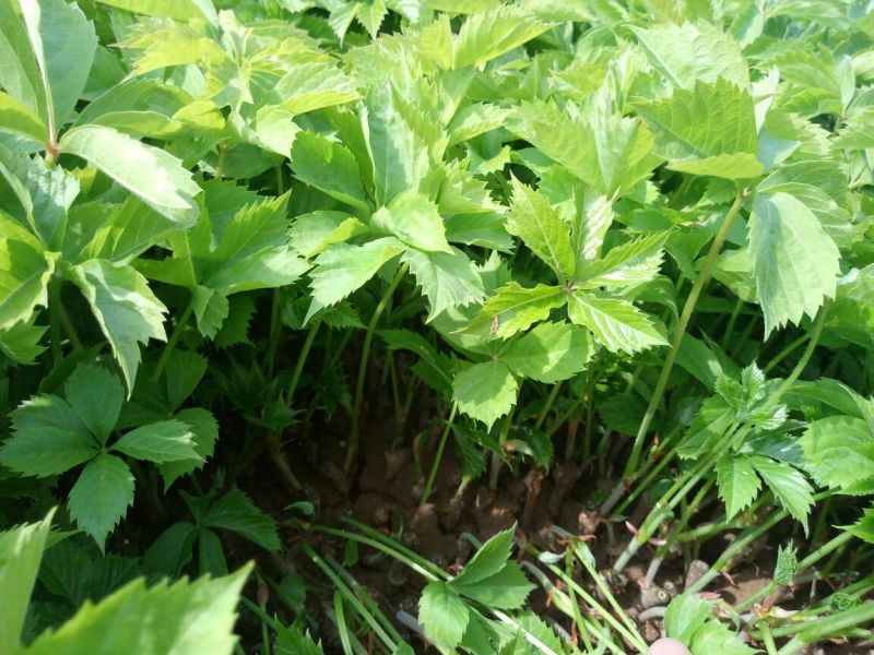 绣线菊10~20cm