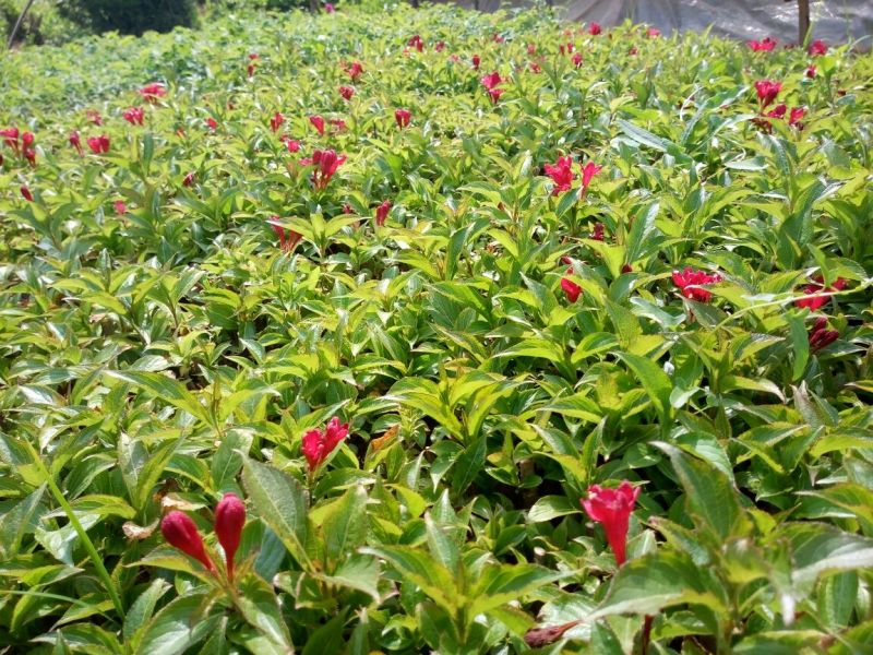 绣线菊10~20cm