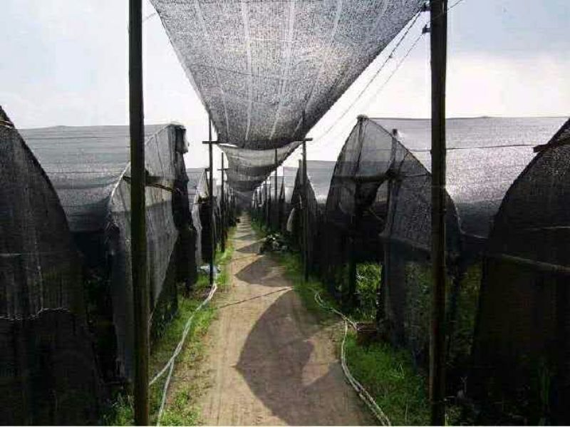 地膜透明色