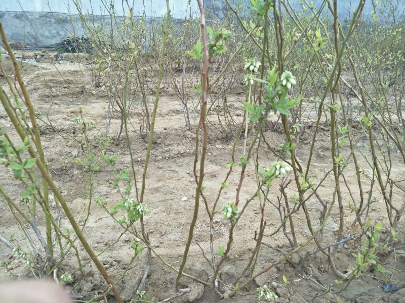 蓝莓苗0.5~1年10~20cm