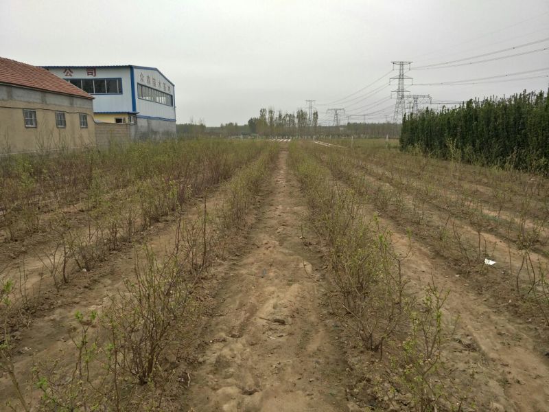 蓝莓苗0.5~1年10~20cm