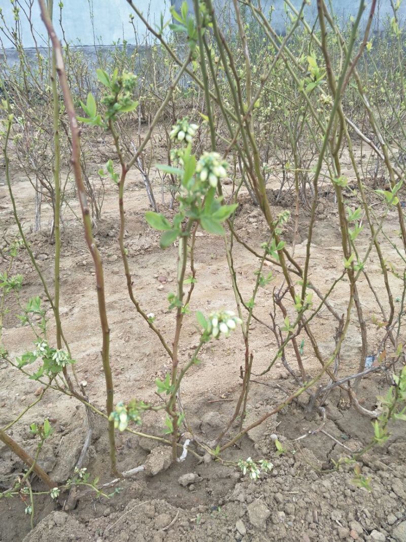 蓝莓苗0.5~1年10~20cm