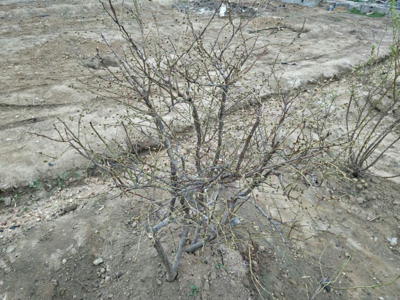 蓝莓苗0.5~1年10~20cm