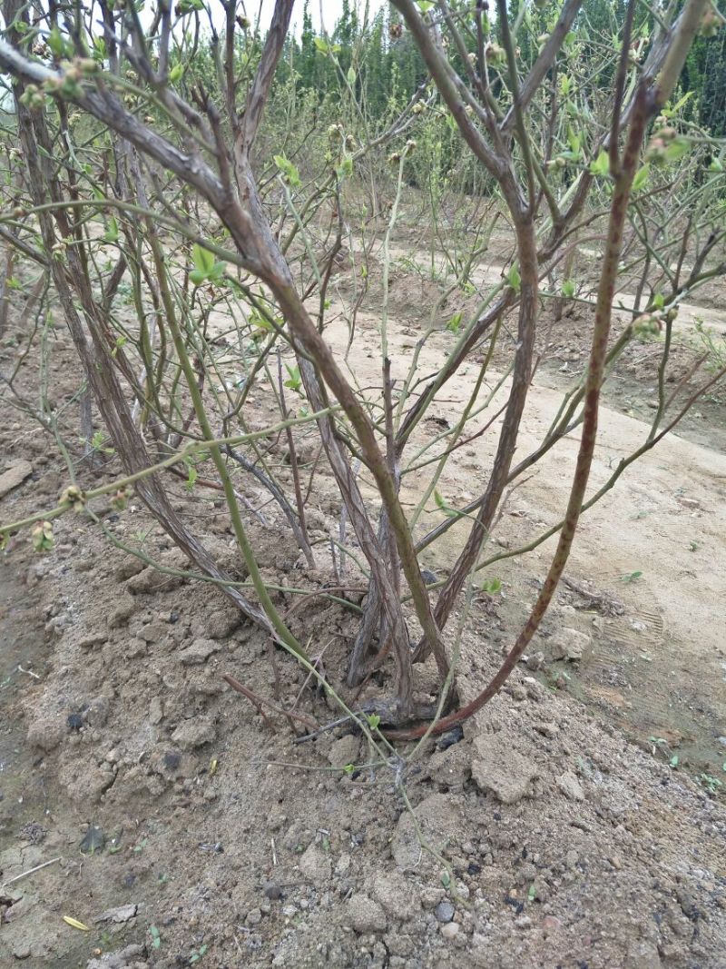 蓝莓苗0.5~1年10~20cm