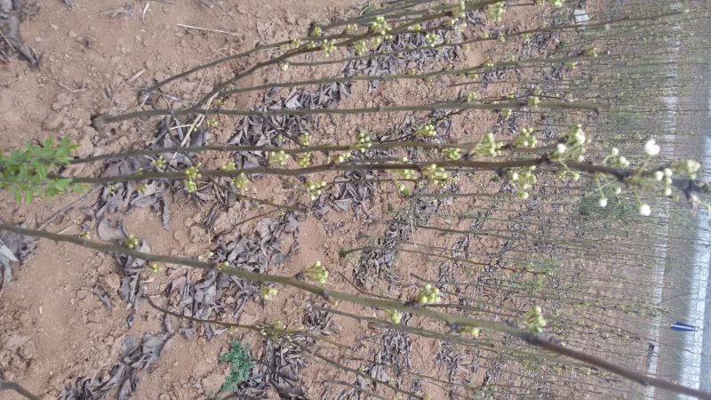 晚秋黄梨树苗，玉露香梨树苗，红香酥梨树苗，酥梨苗