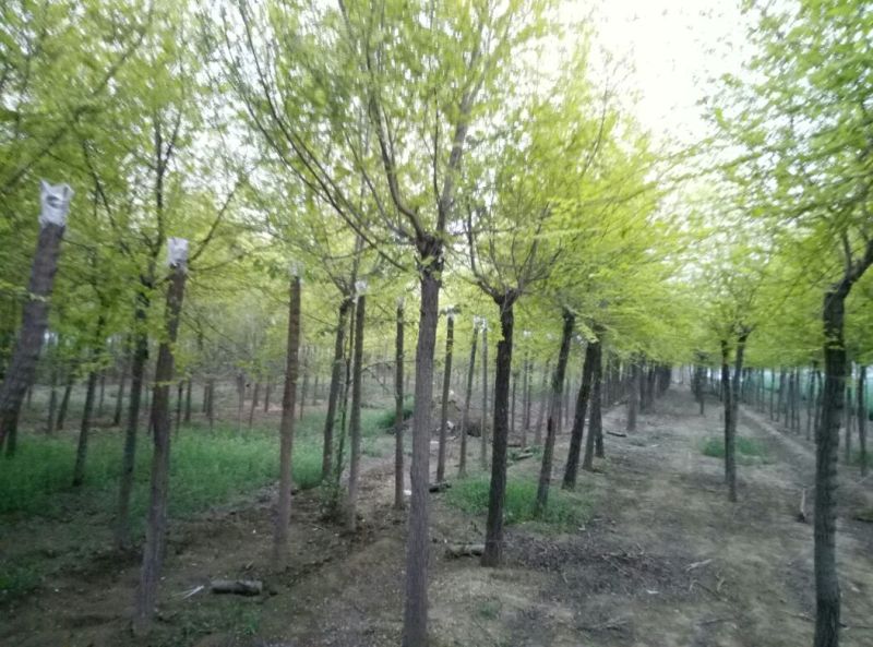 金叶榆8~10cm6~8cm2.5~3m