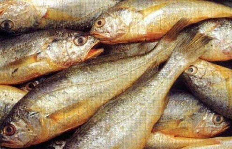 黄鱼食用