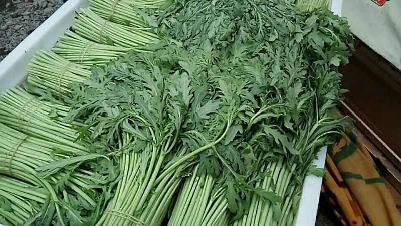 精品茼蒿全年供应大棚菜
