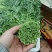 精品茼蒿全年供应大棚菜