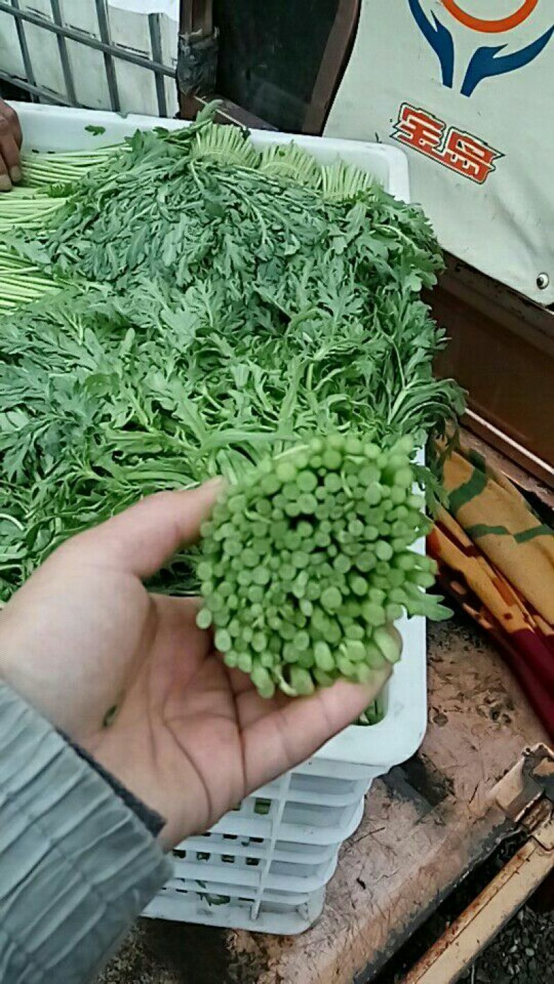 精品茼蒿全年供应大棚菜