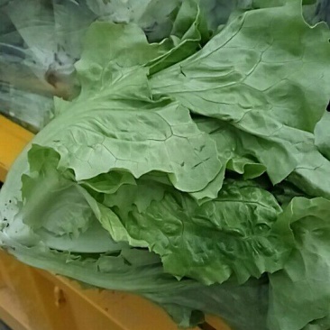 意大利生菜3两~4两大棚菜全年供应欢迎光临