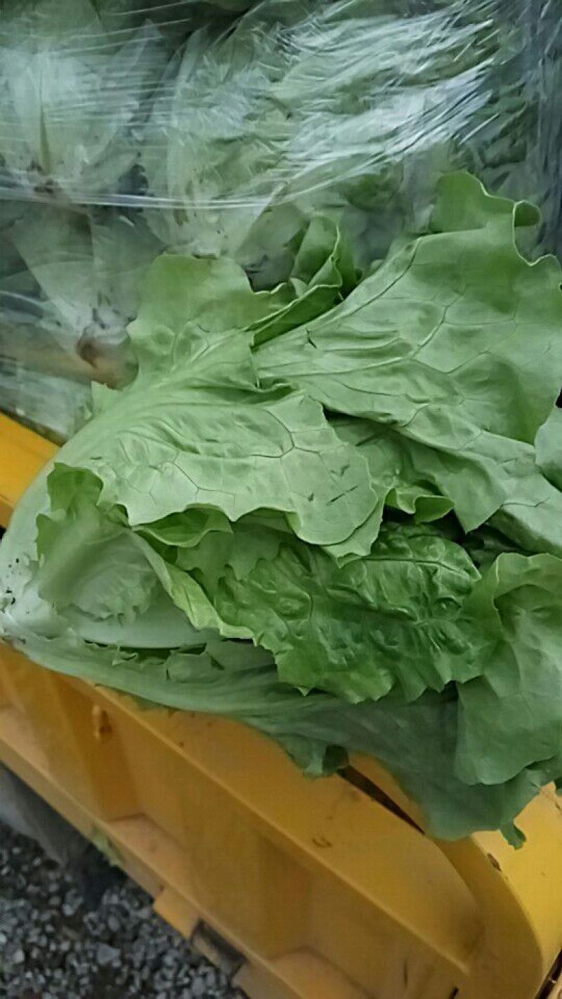 意大利生菜3两~4两大棚菜全年供应欢迎光临