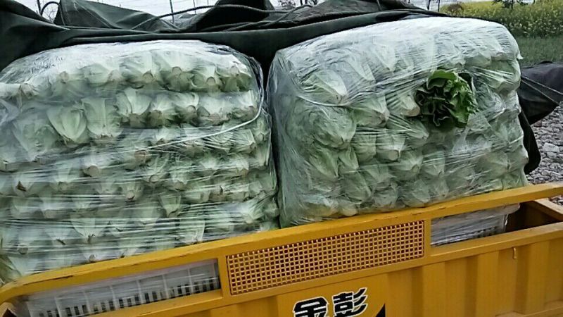 意大利生菜3两~4两大棚菜全年供应欢迎光临