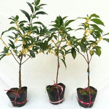 桂花苗50~80cm
