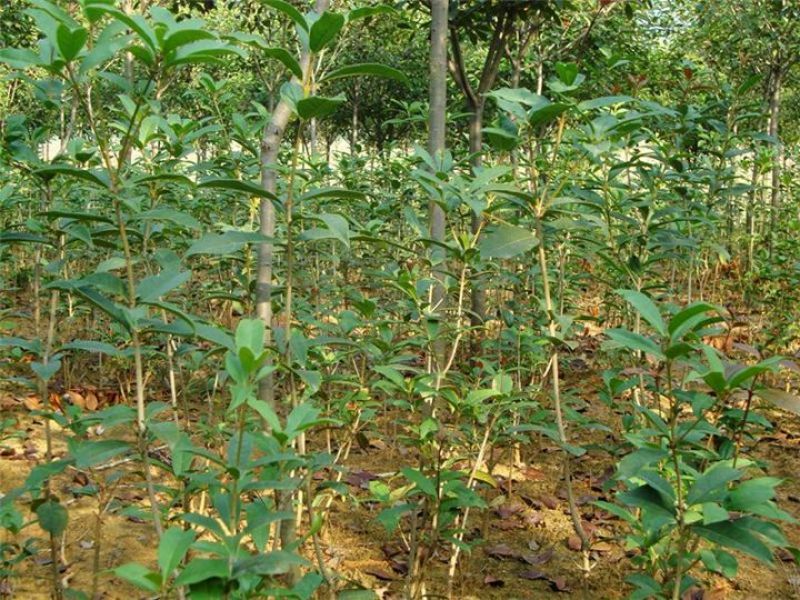 桂花苗50~80cm