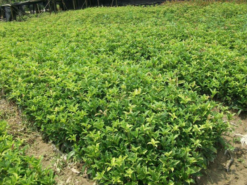 桂花苗50~80cm