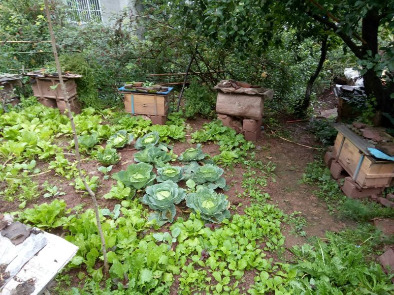 野蜂蜜5斤