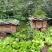 野蜂蜜5斤