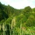 桂花树米径16至28公分的桂化树