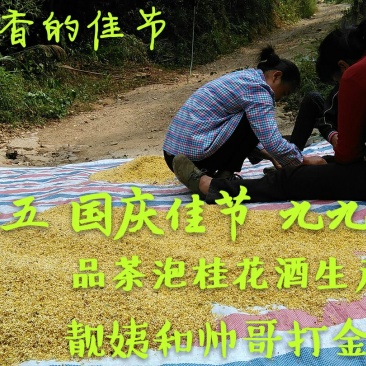桂花树米径16至28公分的桂化树
