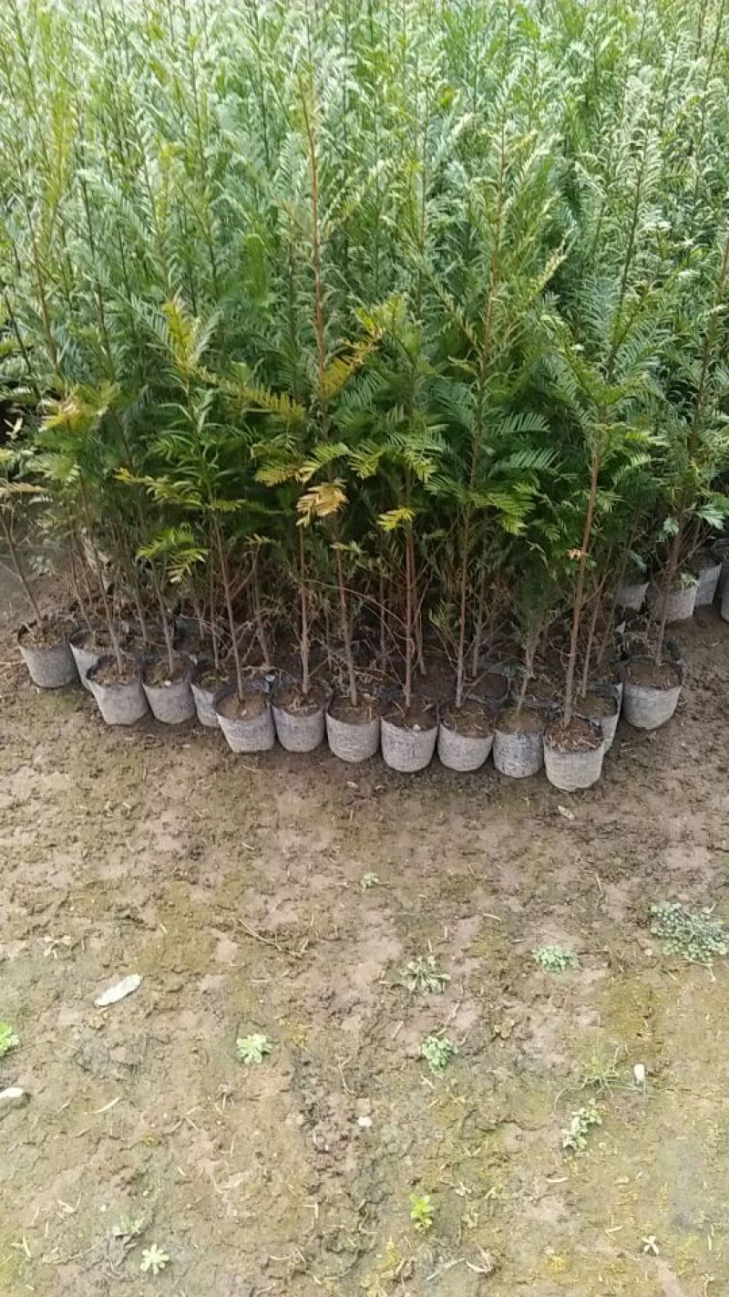南方红豆杉2~4cm4cm以下0.5~1米
