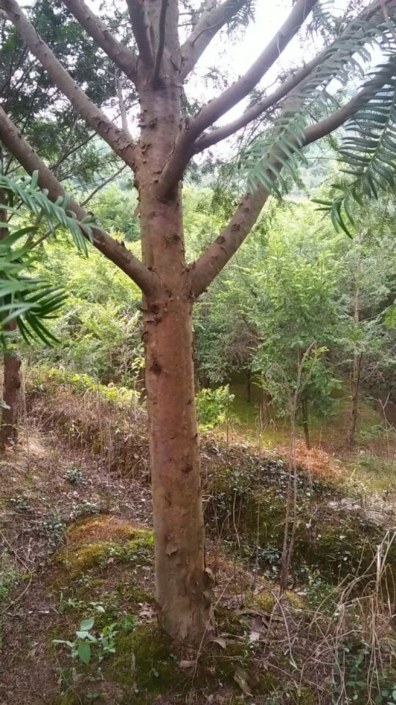 南方红豆杉2~4cm4cm以下0.5~1米