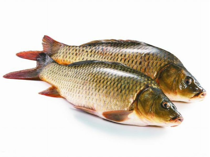 鲤鱼食用0.5~1公斤