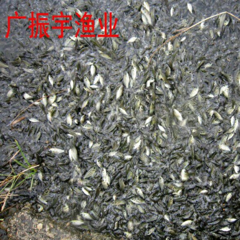 罗非鱼苗8朝