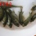 罗非鱼苗8朝
