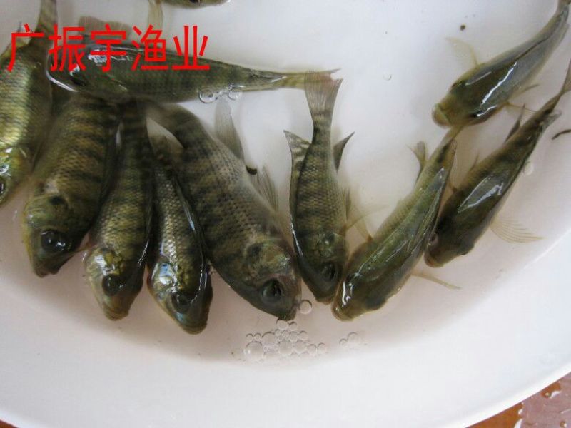 罗非鱼苗8朝