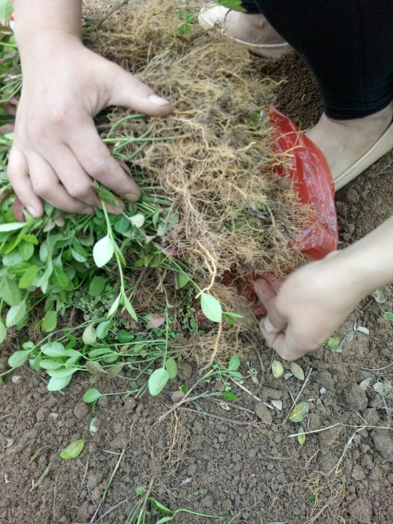 扶芳藤2~3cm
