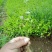 扶芳藤2~3cm