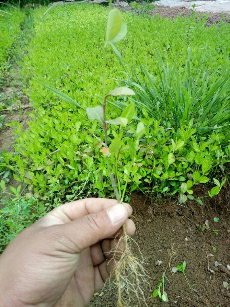 扶芳藤2~3cm