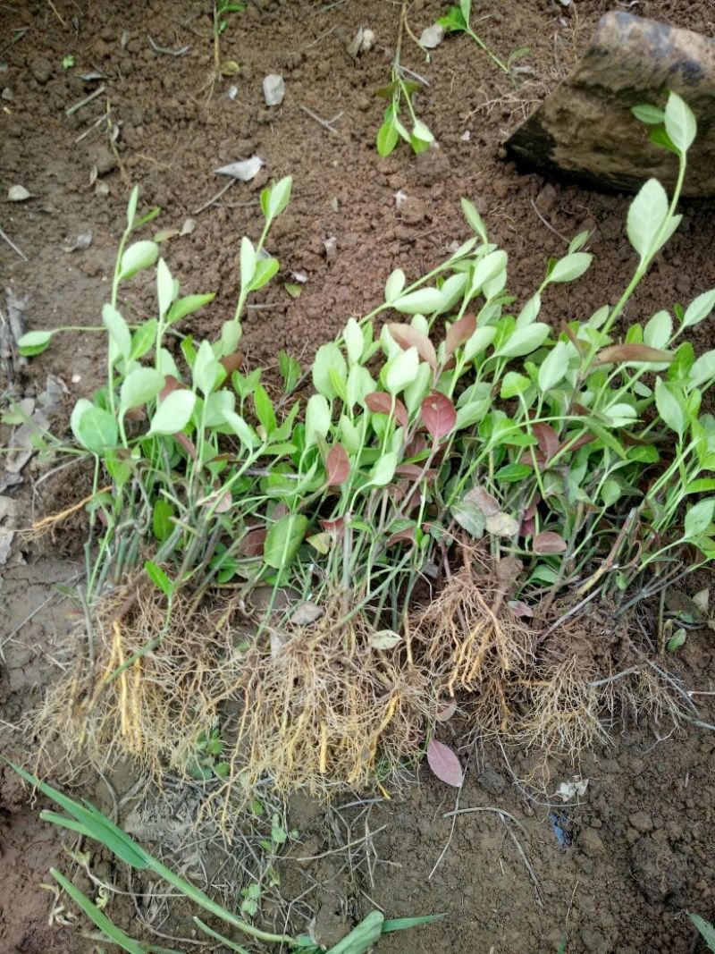 扶芳藤2~3cm