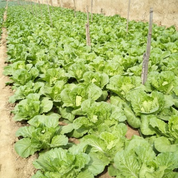 大白菜7斤以上毛菜
